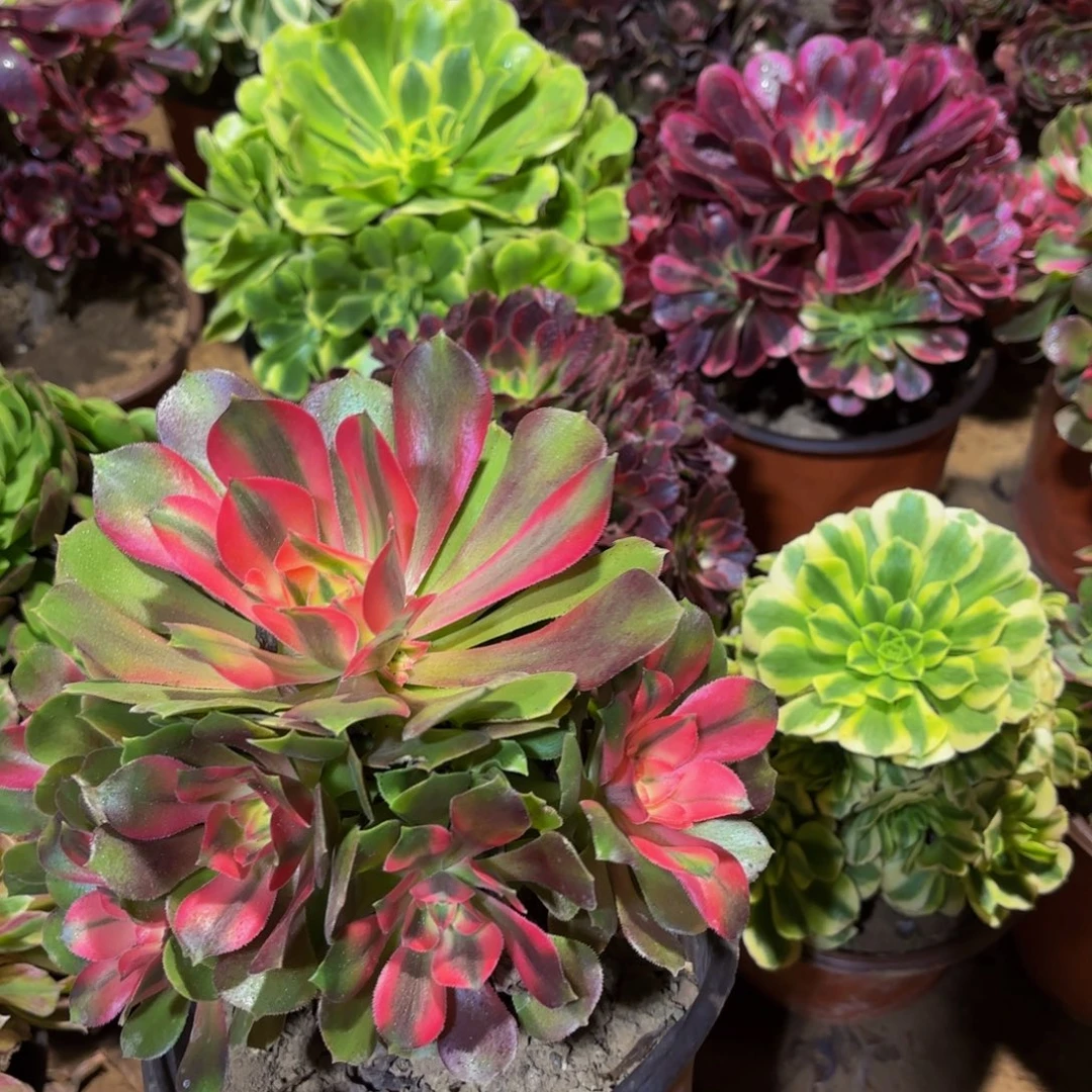 香妃法师9.9多肉植物