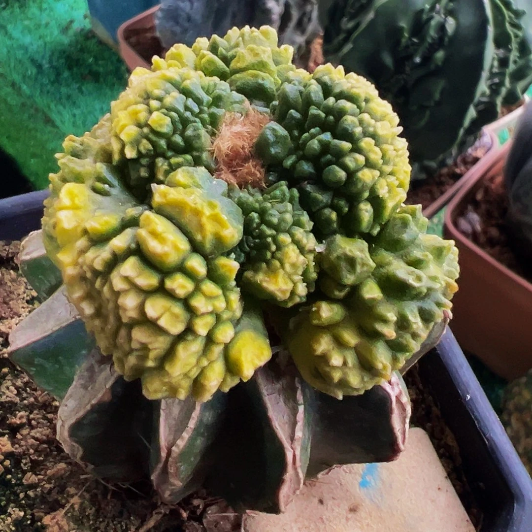 无花朵福利怒涛牡丹锦448