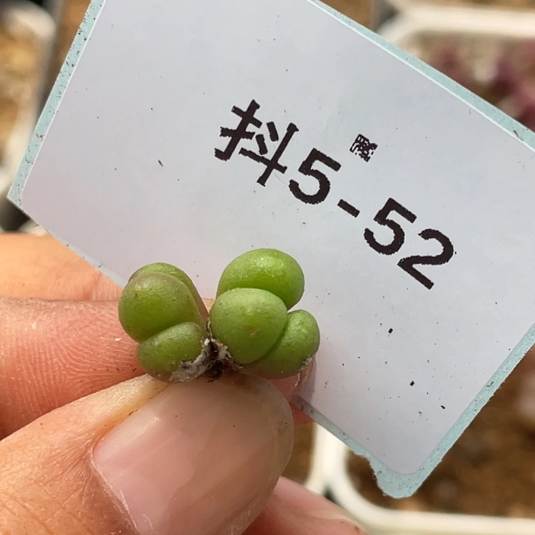 5-52紫葡萄多肉植物