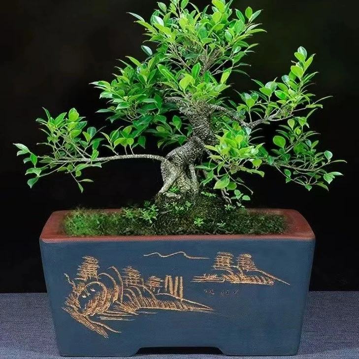 长方形紫砂榕树老桩盆景盆室内花卉植物盆栽精品紫砂紫砂盆