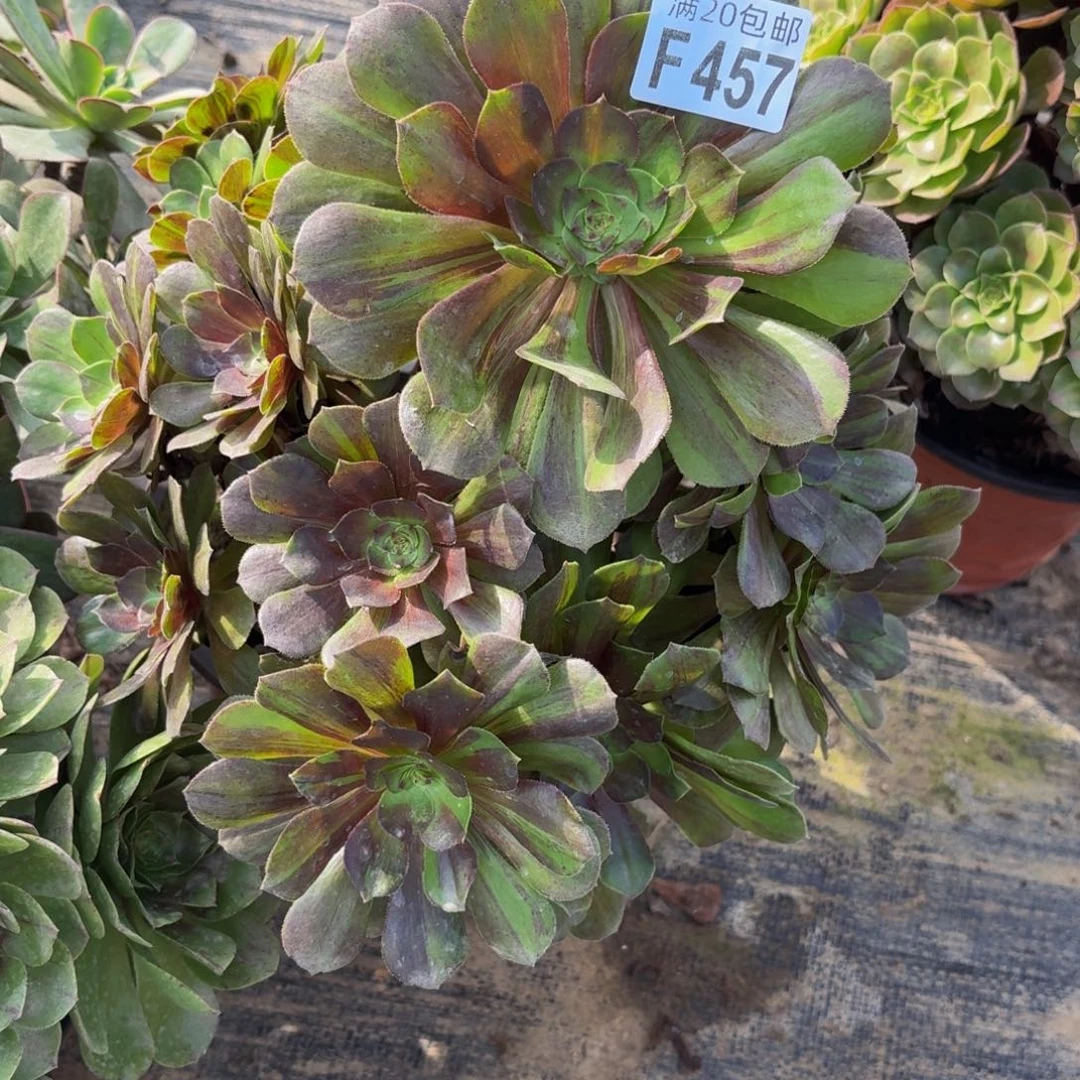 457多肉植物捧花的时候