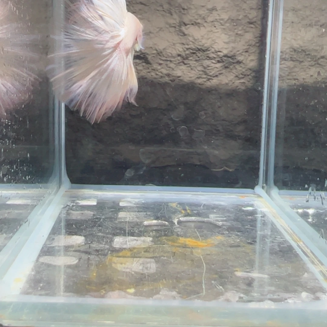 斗鱼浅色仙仙裙特殊尾
