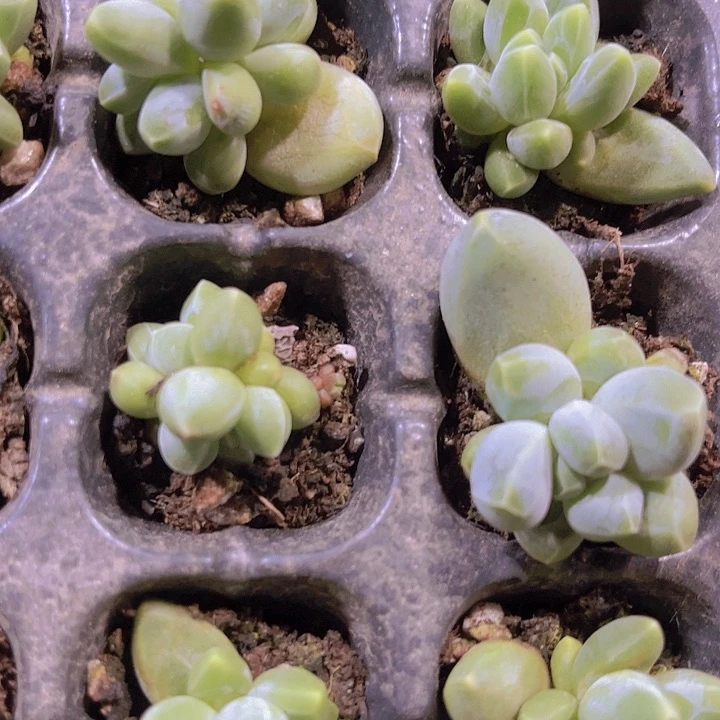 精品黑肌愣叶多肉植物