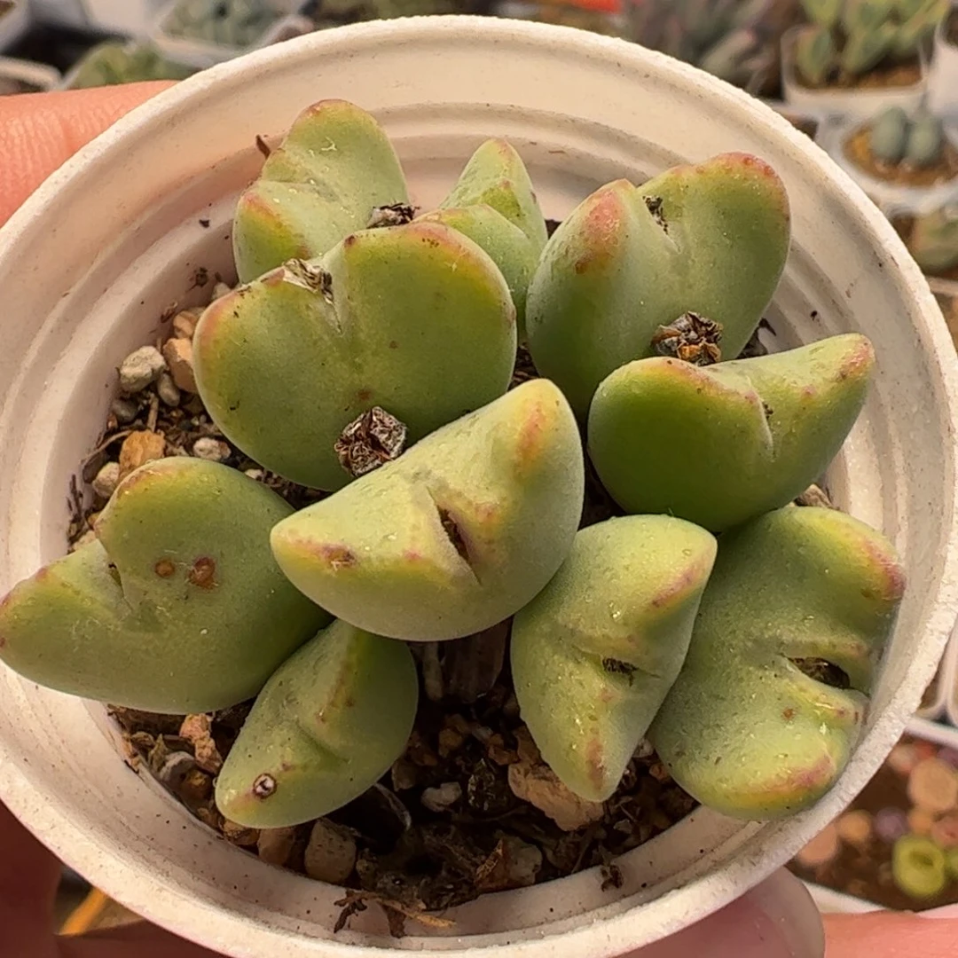 027多肉植物百科