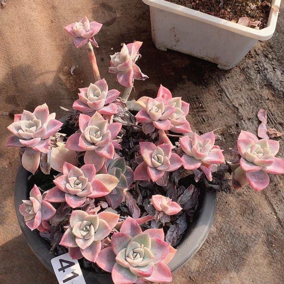 414哈利一物一拍多肉