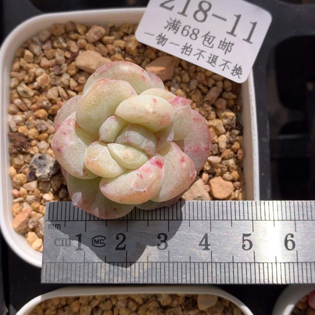 11。石化冰玉。满六八包邮。