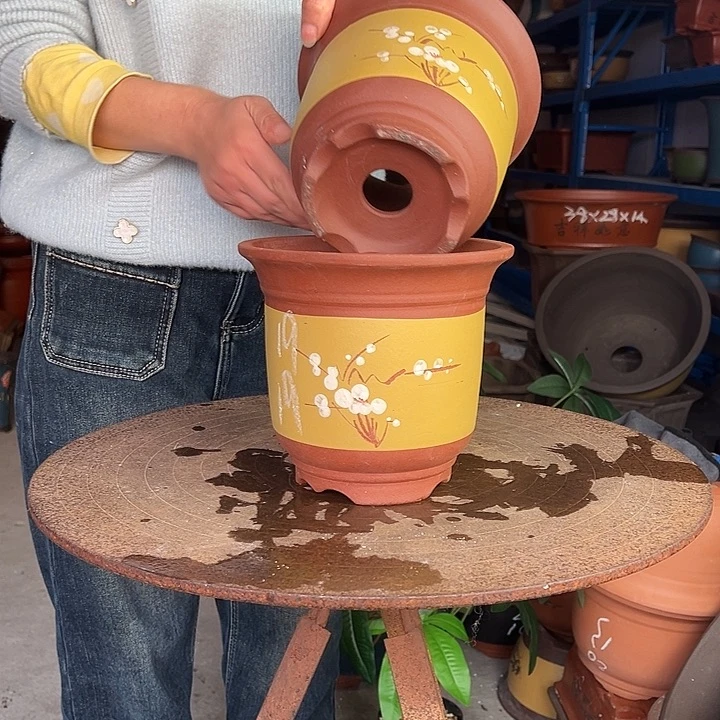 19+19黄点菜金钟花盆花盆