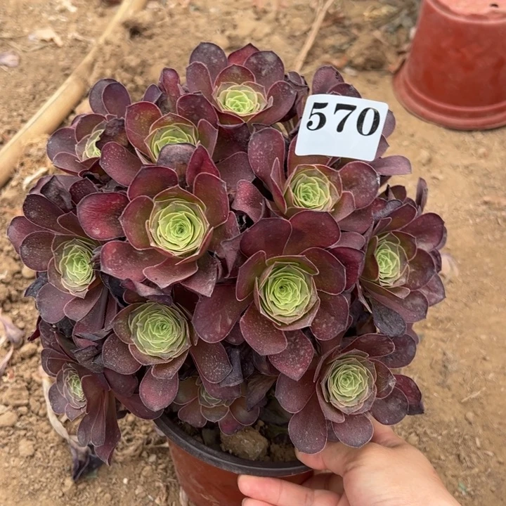 魅金玫瑰多肉植物570