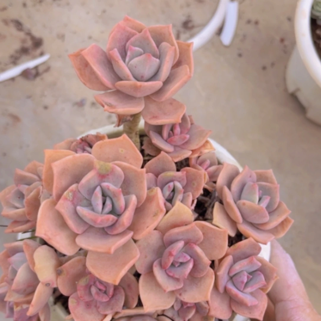 【闪购商品】彩虹糖石化07204