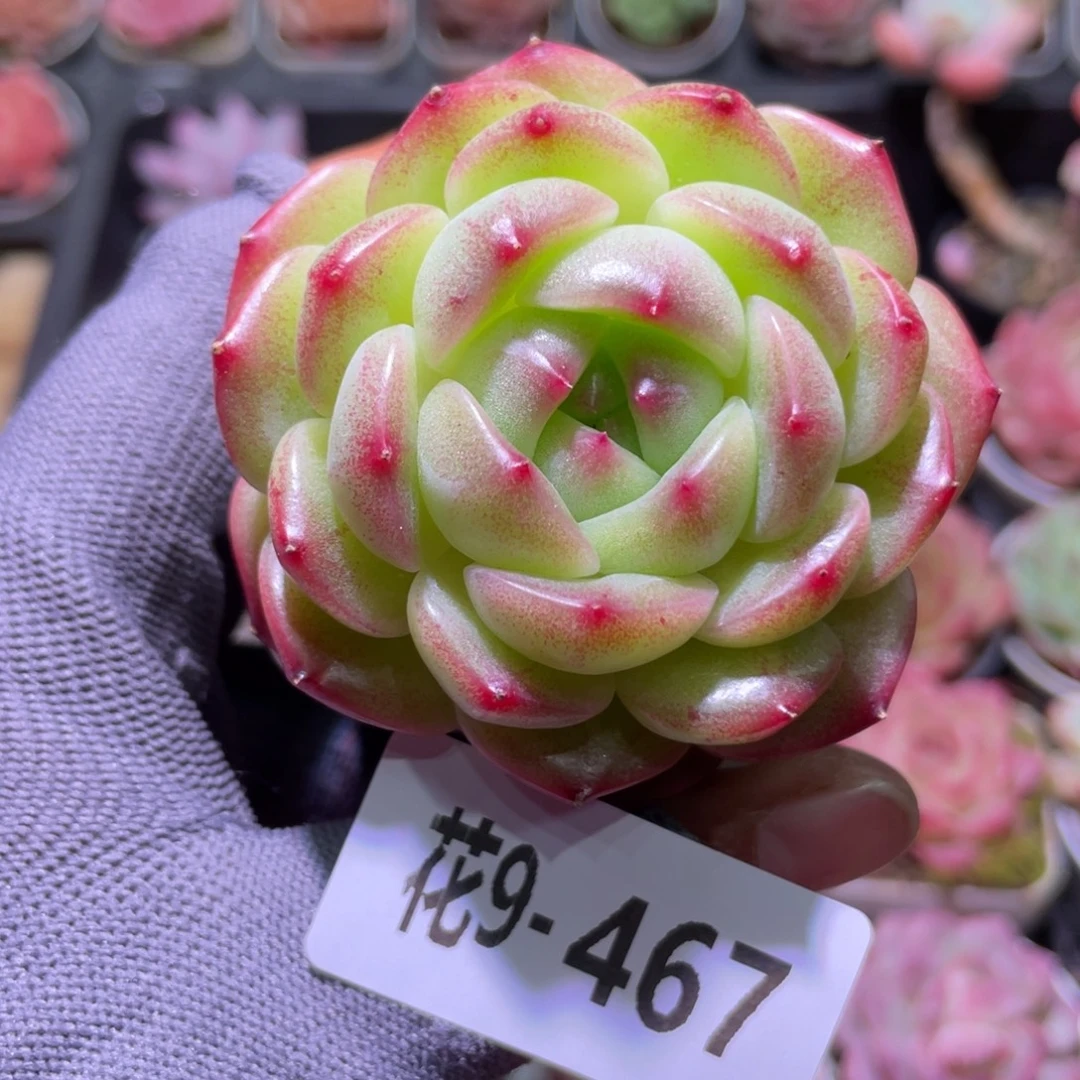 花利美9-467福利珍妮