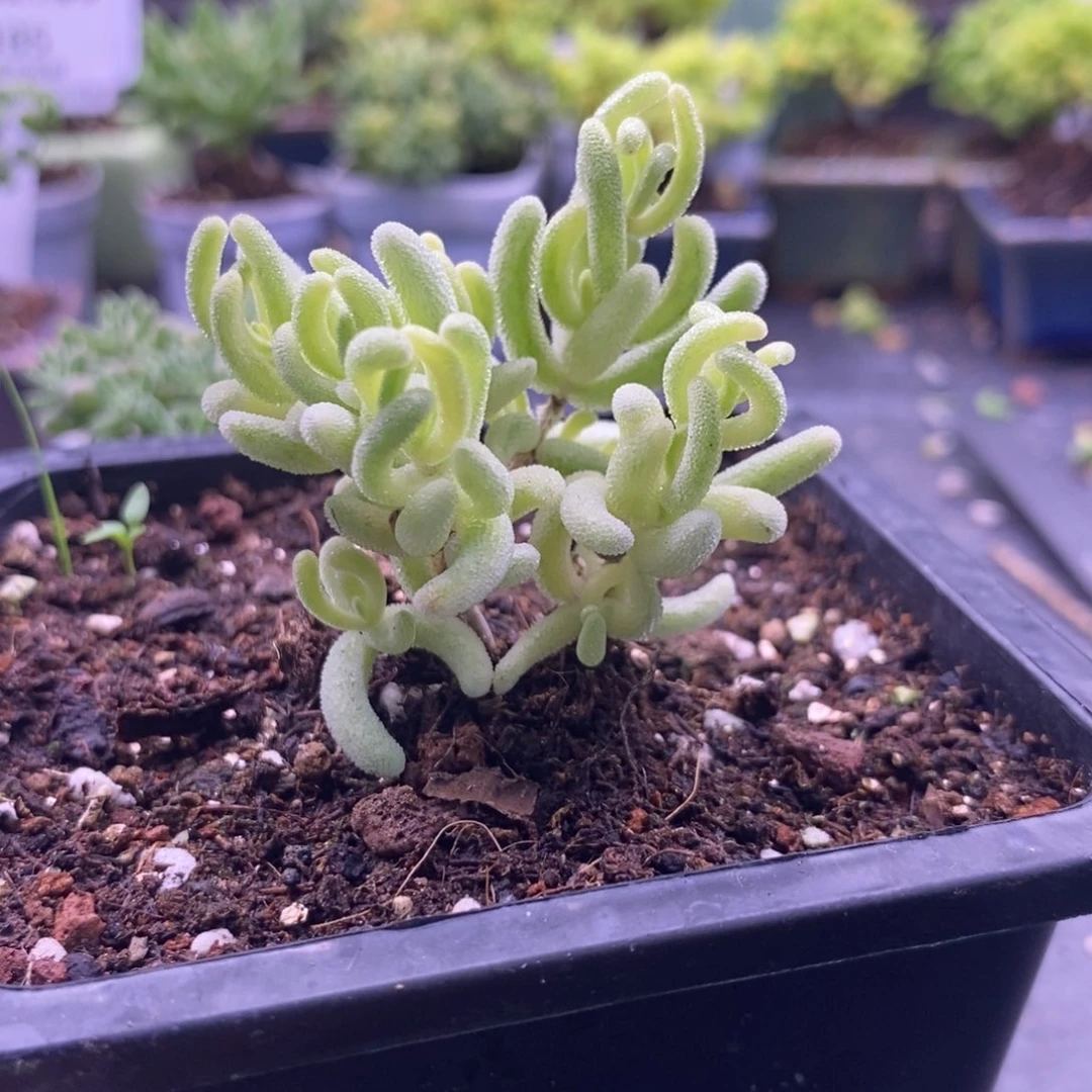 O**i240橙叶奶油锦。