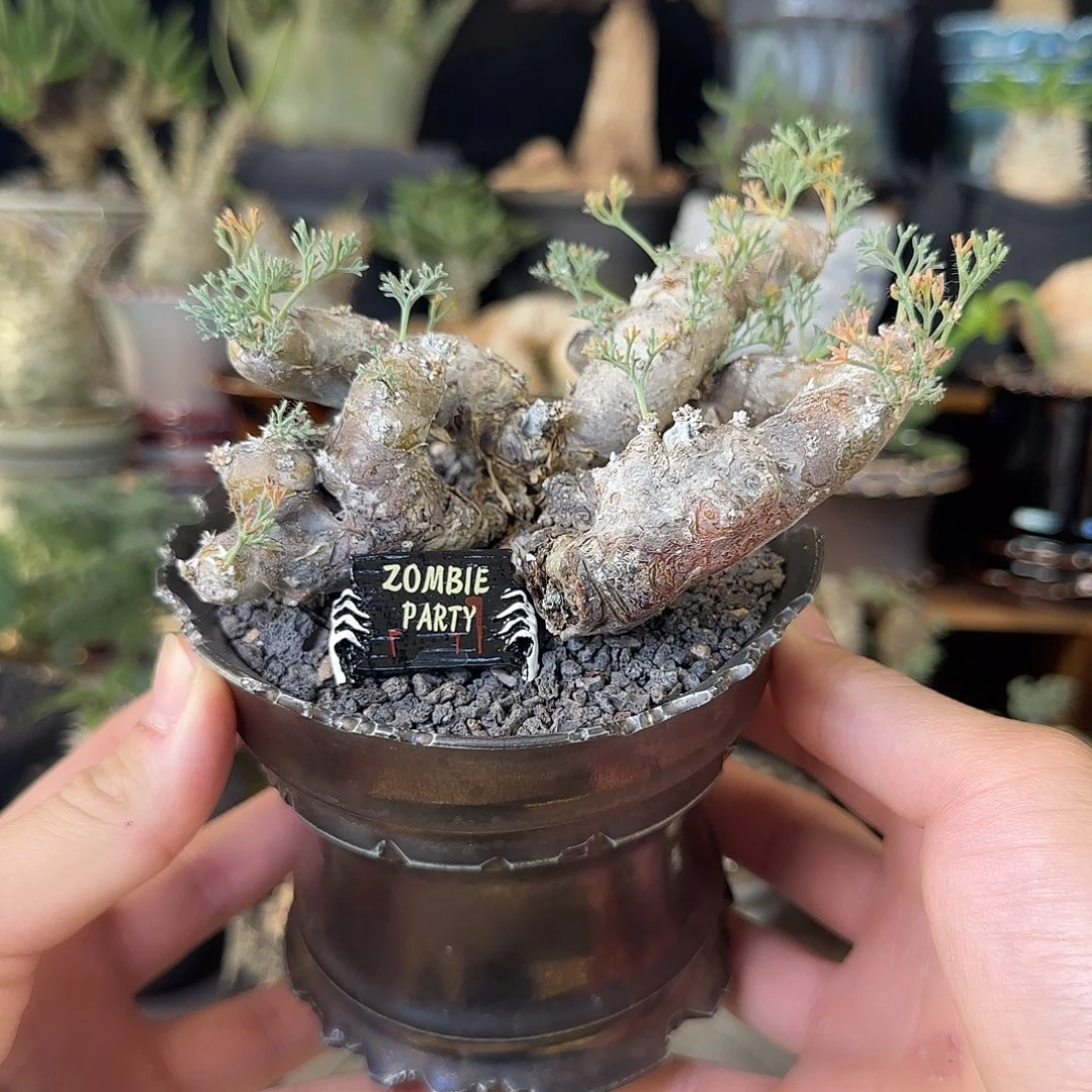 一物一拍黑皮月界880