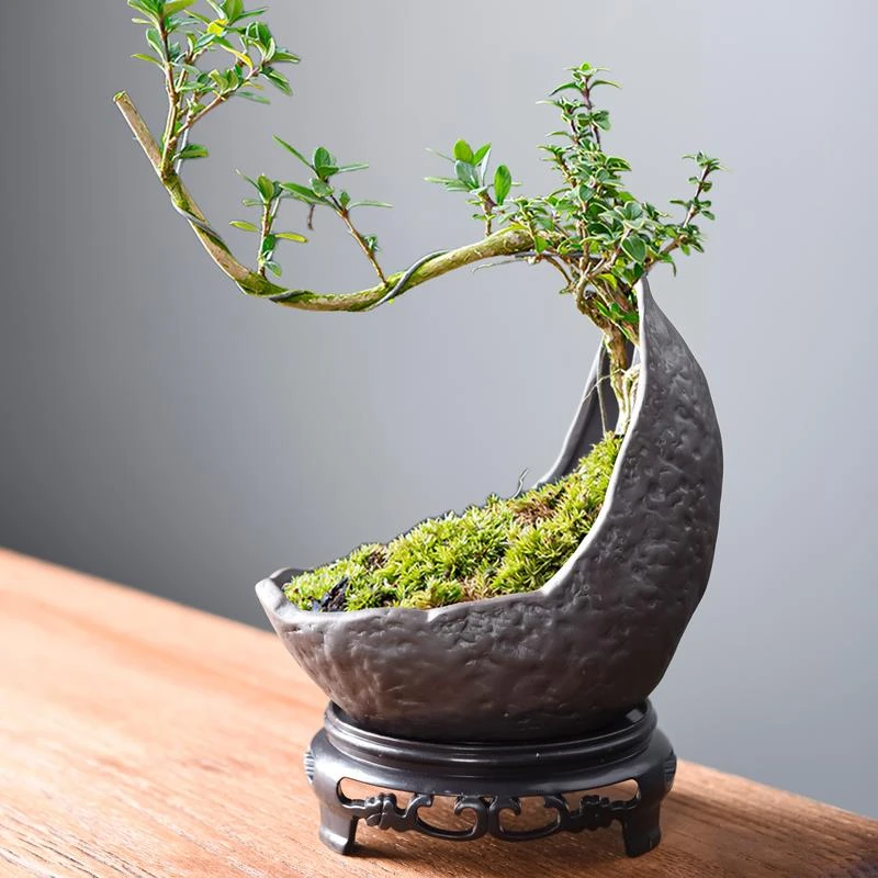 创意紫砂花盆带底座异形月牙盆文竹飘枝六月雪客厅桌面绿植盆景盆