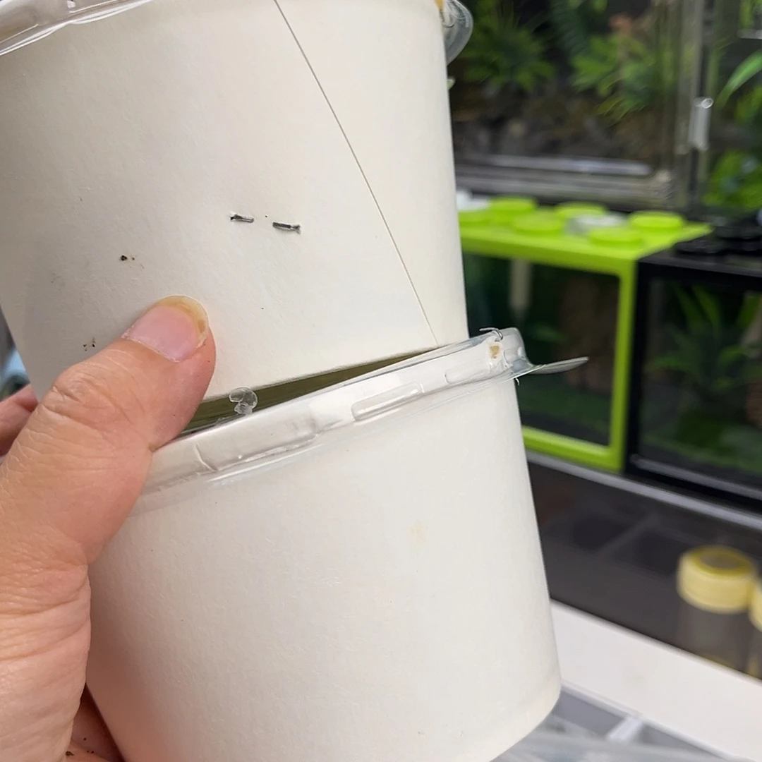 贝***爸2条海南素贝哈哈哈哈哈哈哈哈
