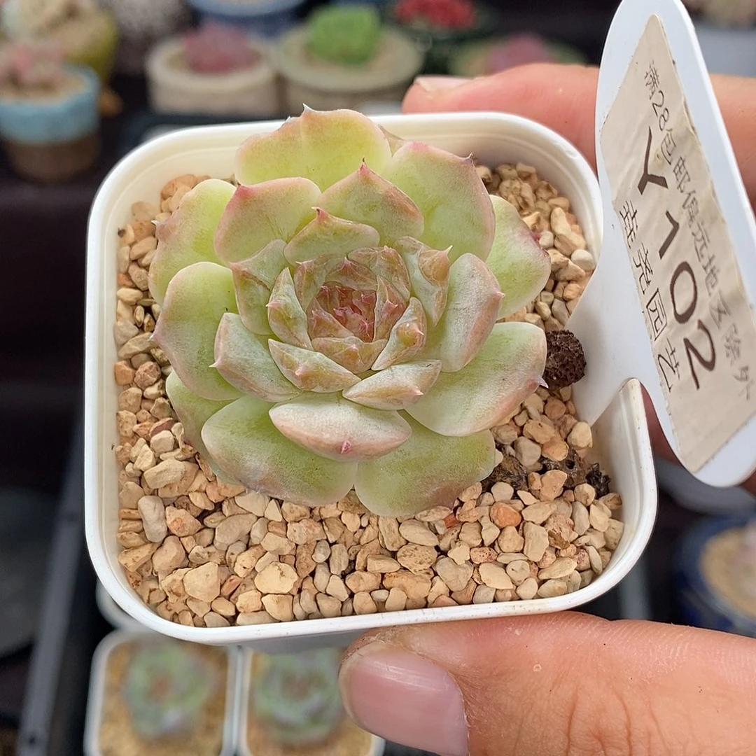 0102 糖心单头 4.5cm