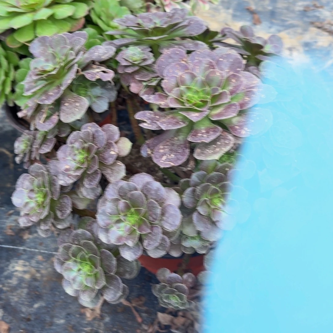 540多肉植物捧花的