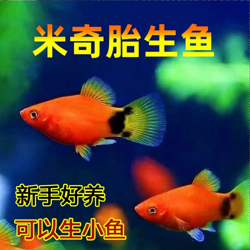 【30条米奇鱼】淡水鱼米奇鱼灯科鱼热带鱼胎生鱼繁殖生小鱼易活好养