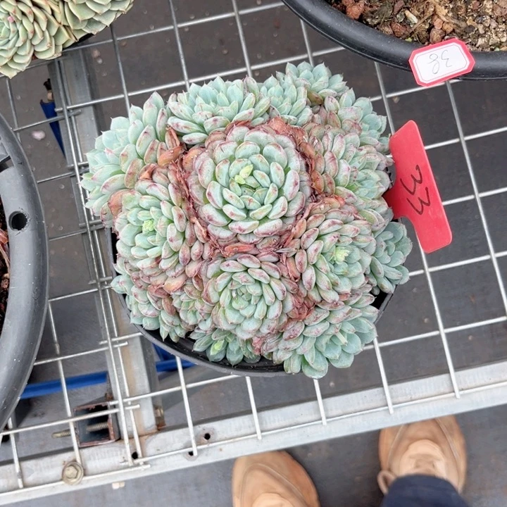 晨语多肉一物一拍3 3