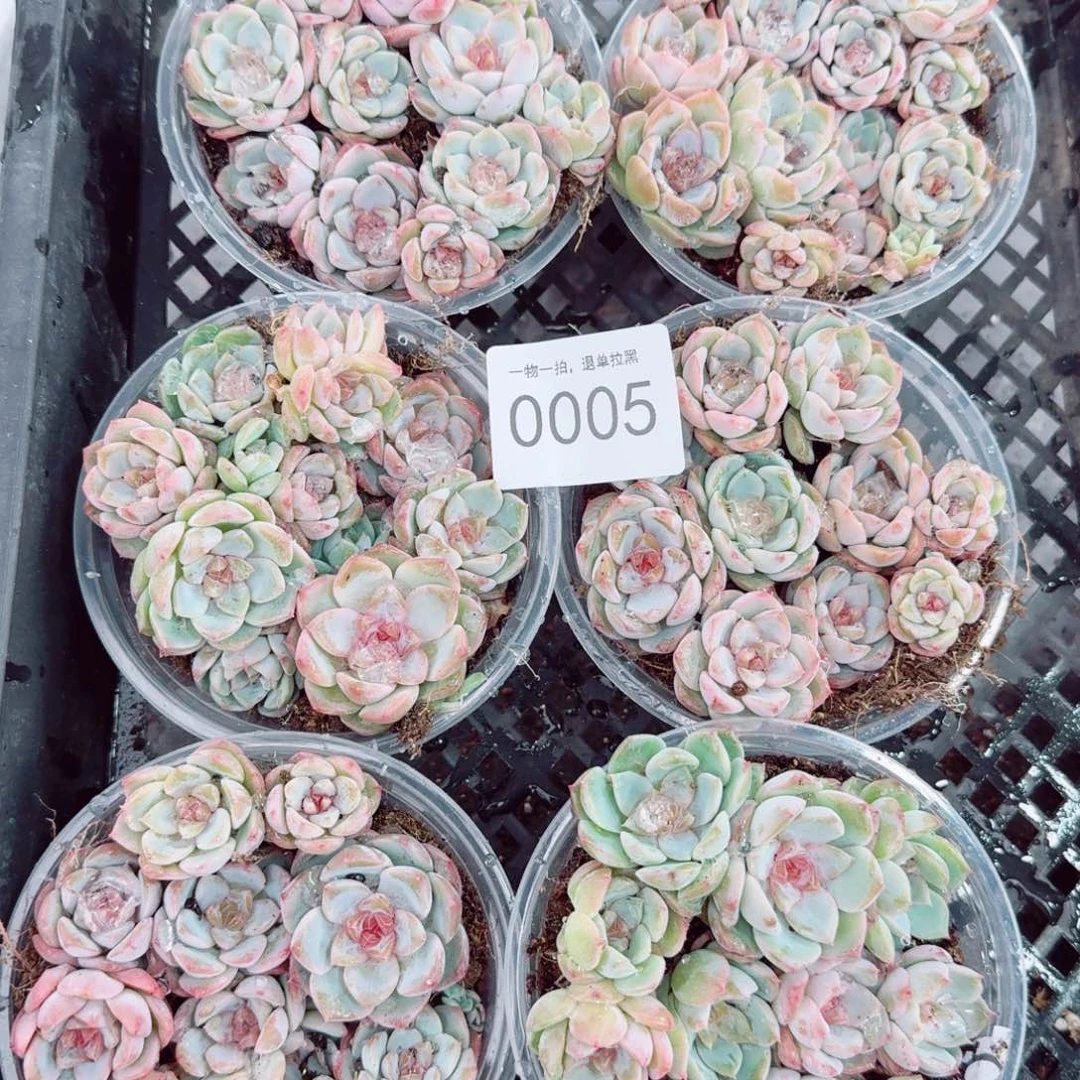 杂交新品珍妮多肉5量拍一份