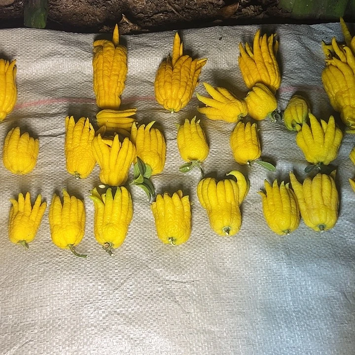 我***柜完全开放金华佛手果漂亮的