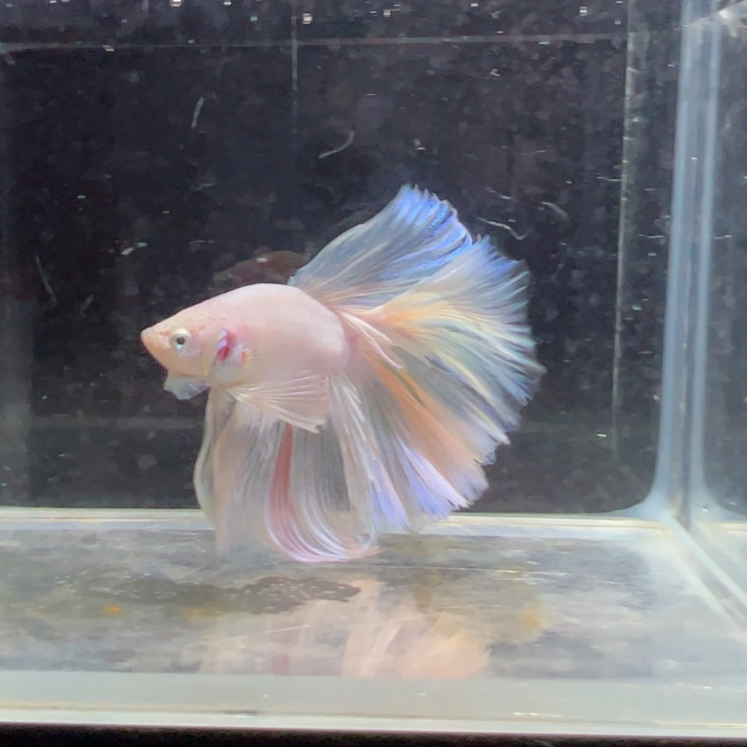 斗鱼浅色特殊尾hhhh