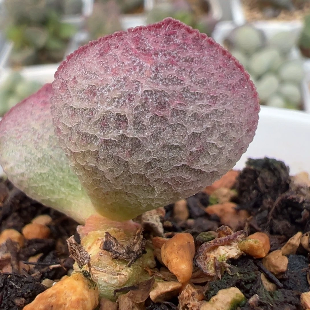 粉白网格纹实生新品多肉植物