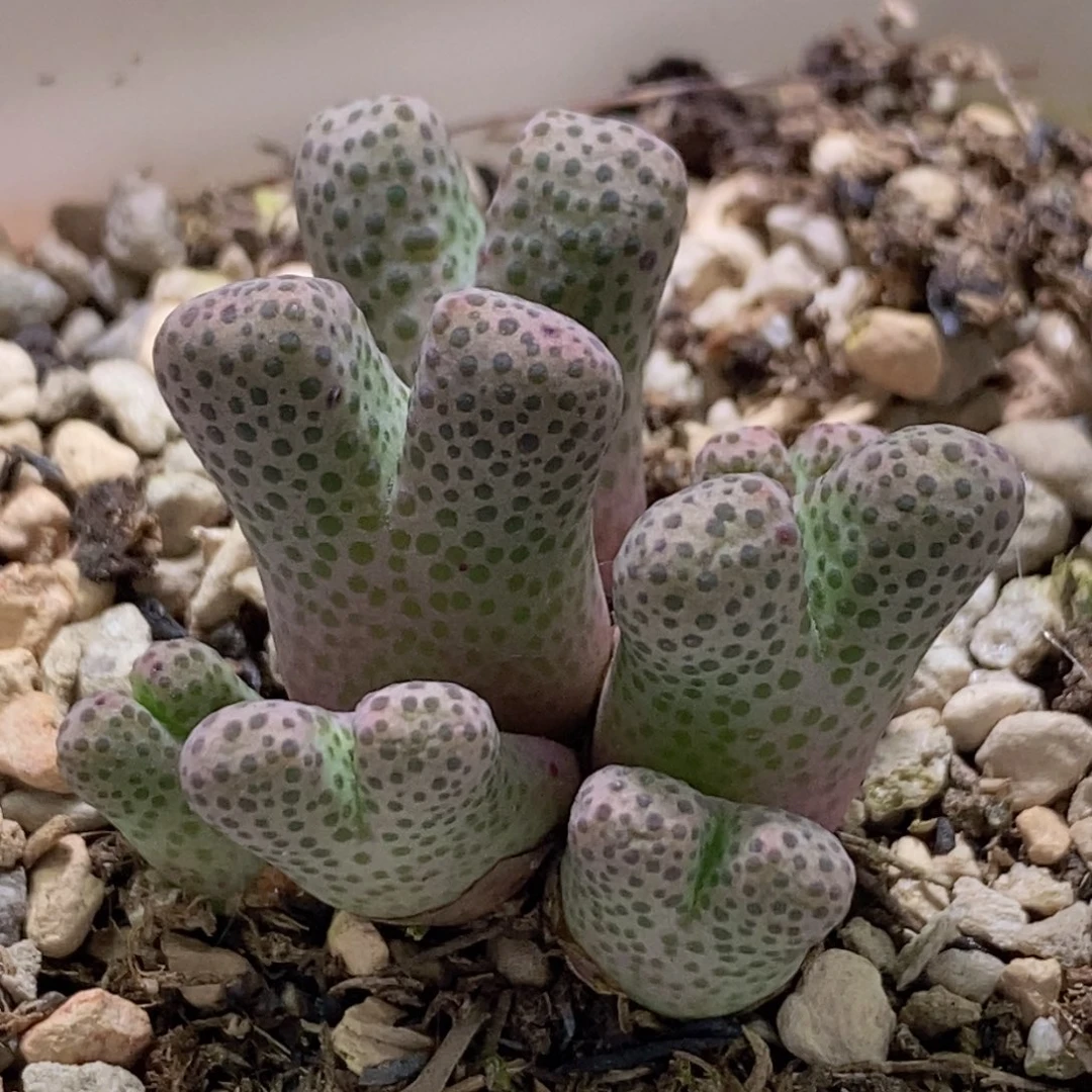 大年份大体型955斑马