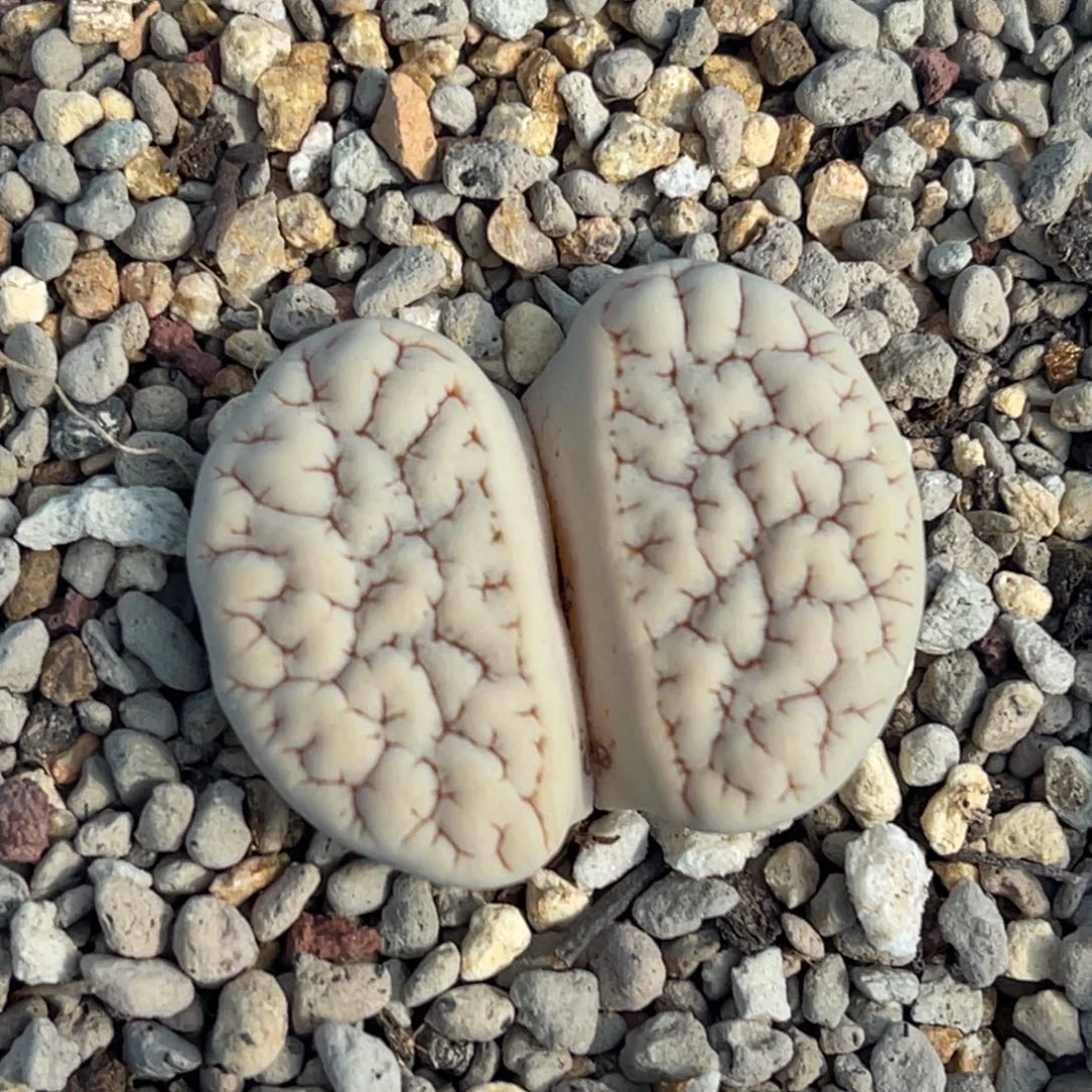 3303蜜纹凹凸脑纹荒一颗
