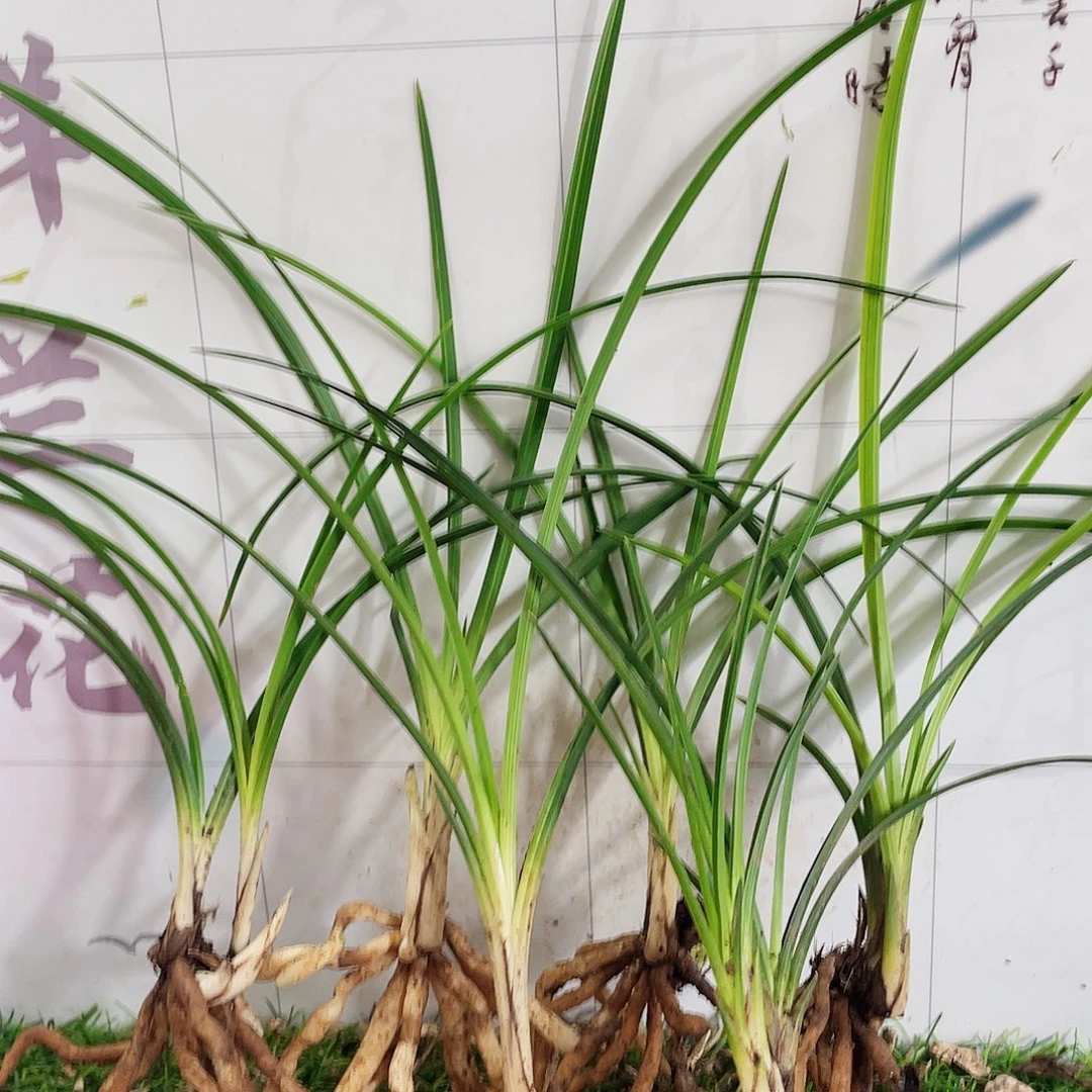 酷***心完全开放兰花兰花