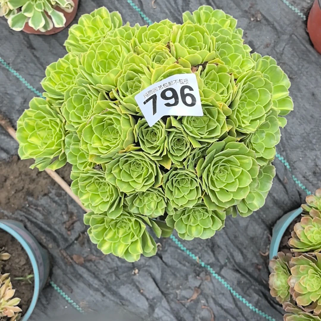 796翡翠琉璃花花2-14法师