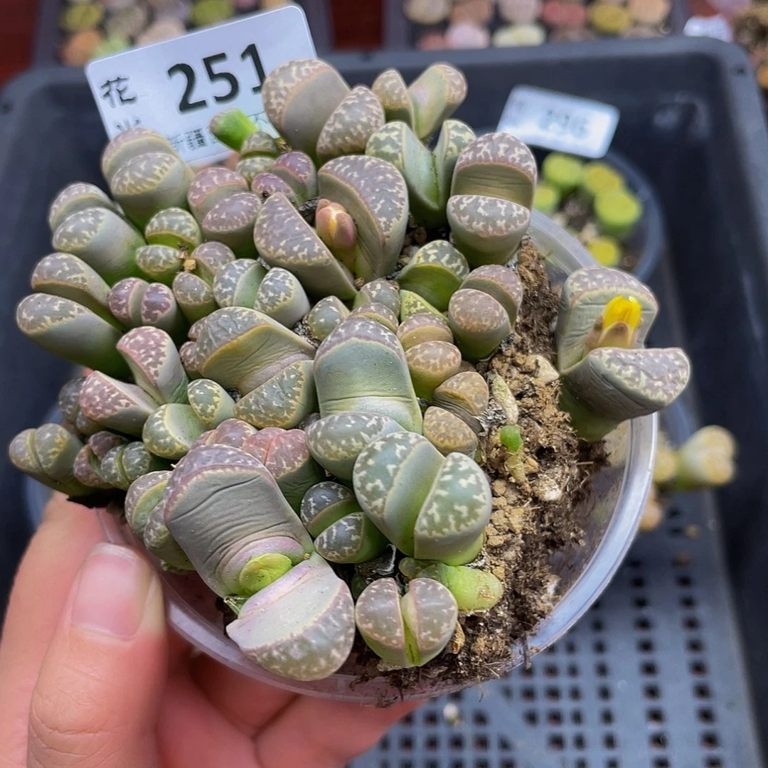 25100000000花花花花花花花花