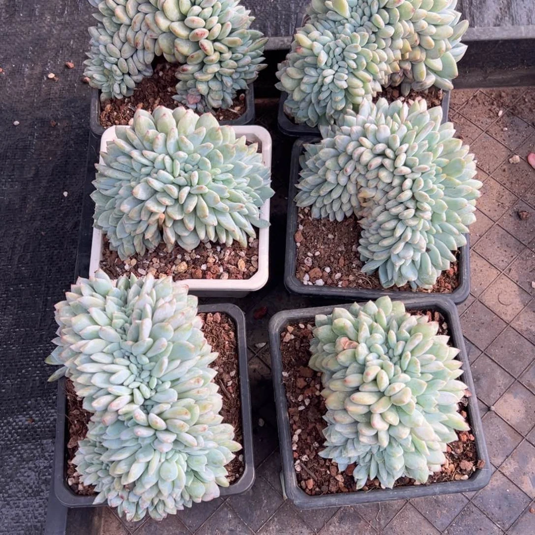 y***i新年快乐 新年快乐