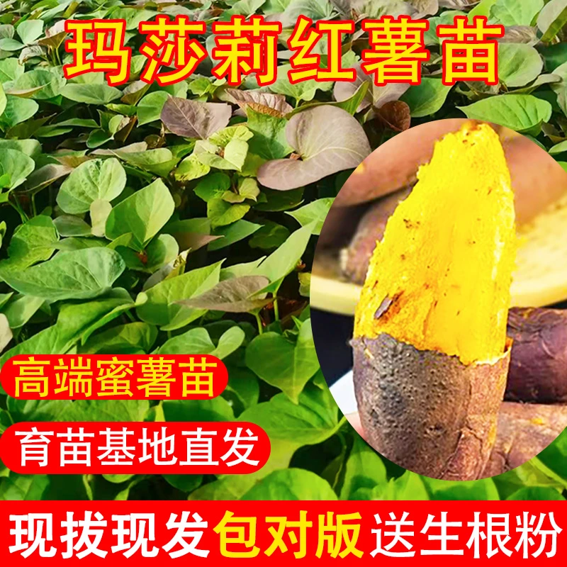 【玛莎莉薯苗】玛莎莉薯苗香甜原种红薯苗秧叶苗种植山芋苗