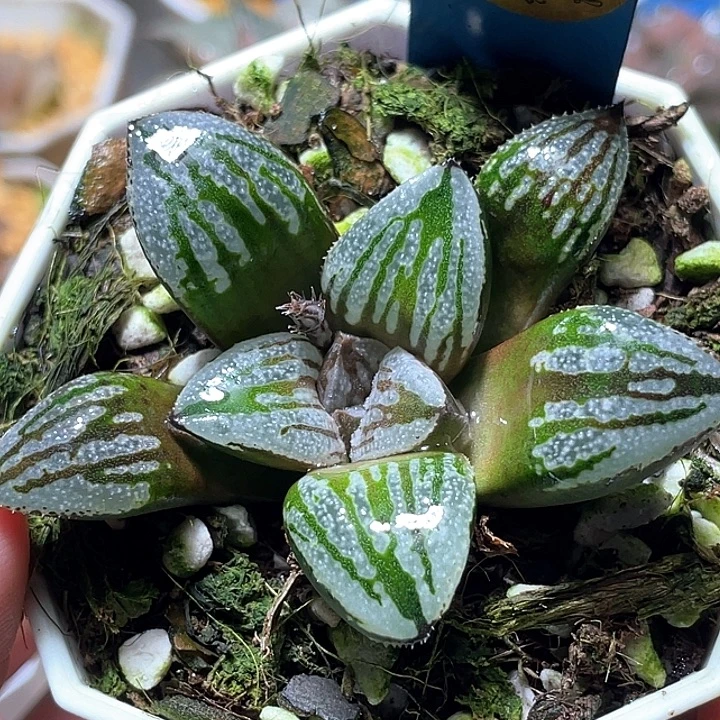 680快克特选福利一物