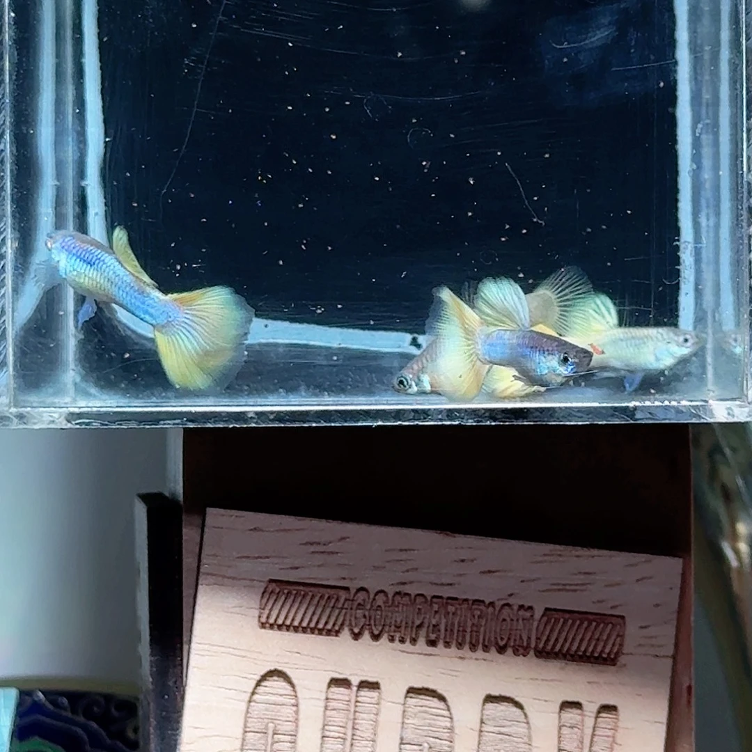 孔雀鱼黄油蓝莓一对
