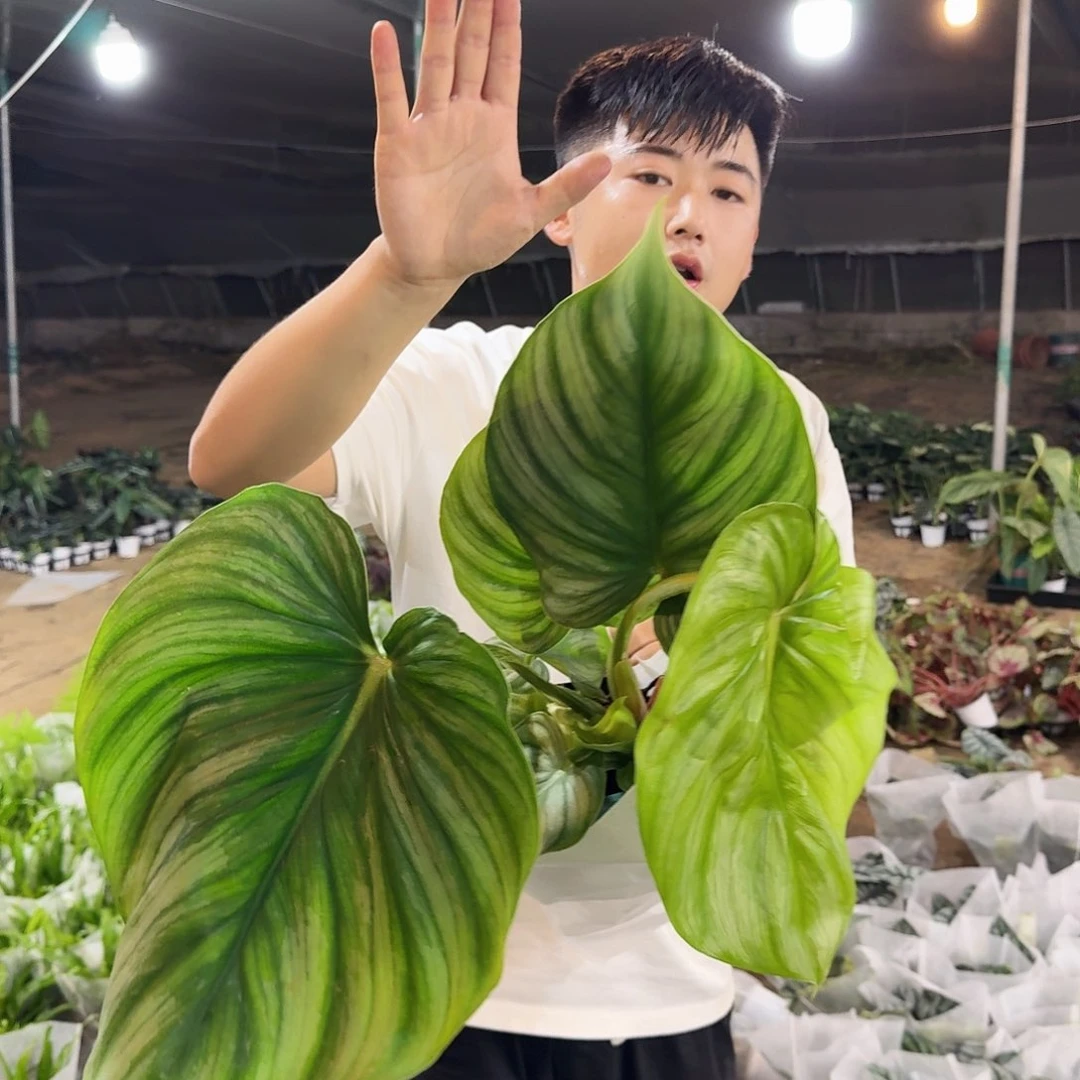 不开花植物一盆西瓜碧浪蔓绿绒