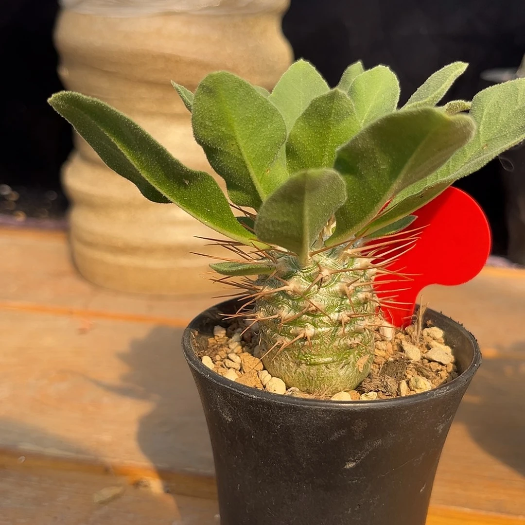 汤圆植物光堂帅气的