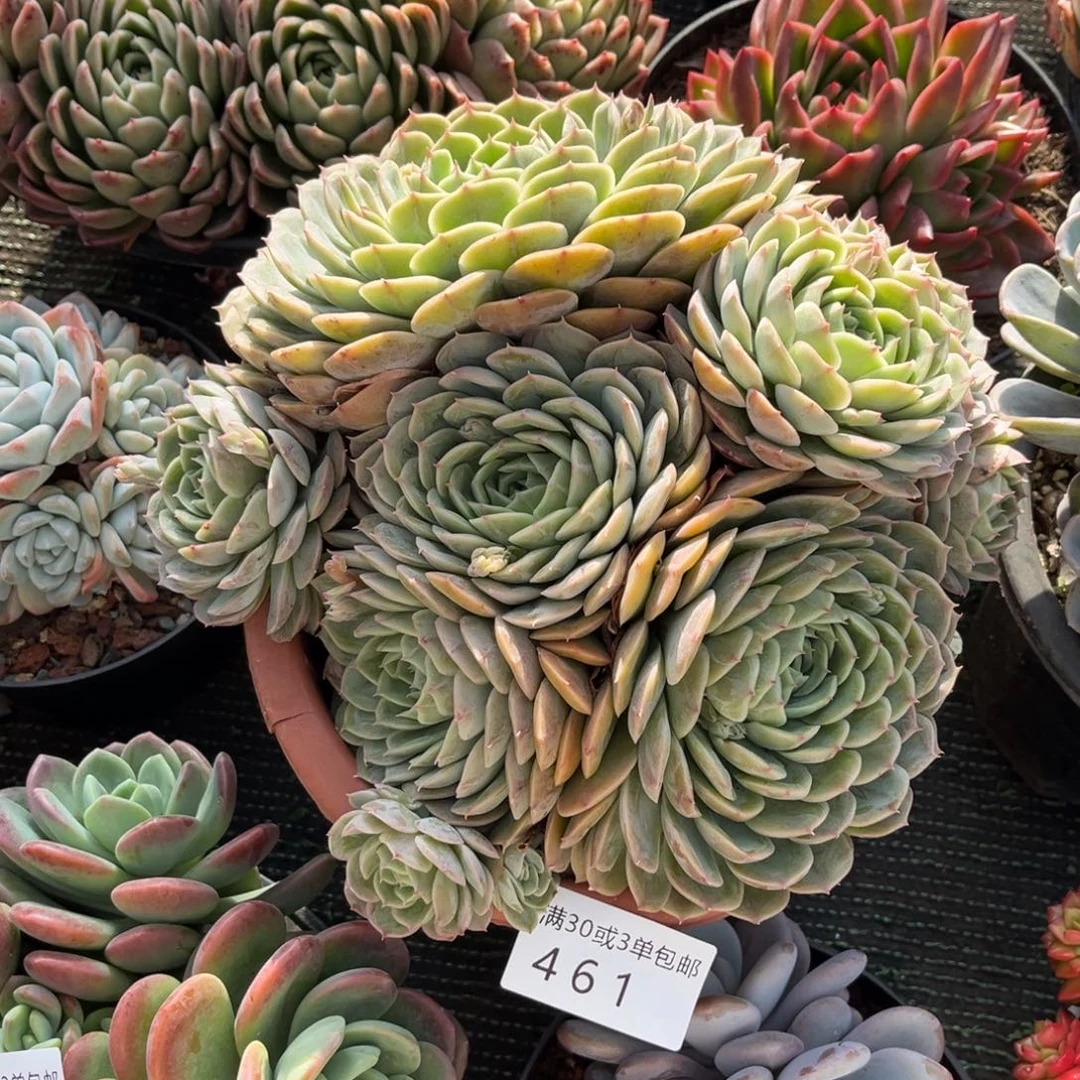 大***姐461昂群大群多肉植物……