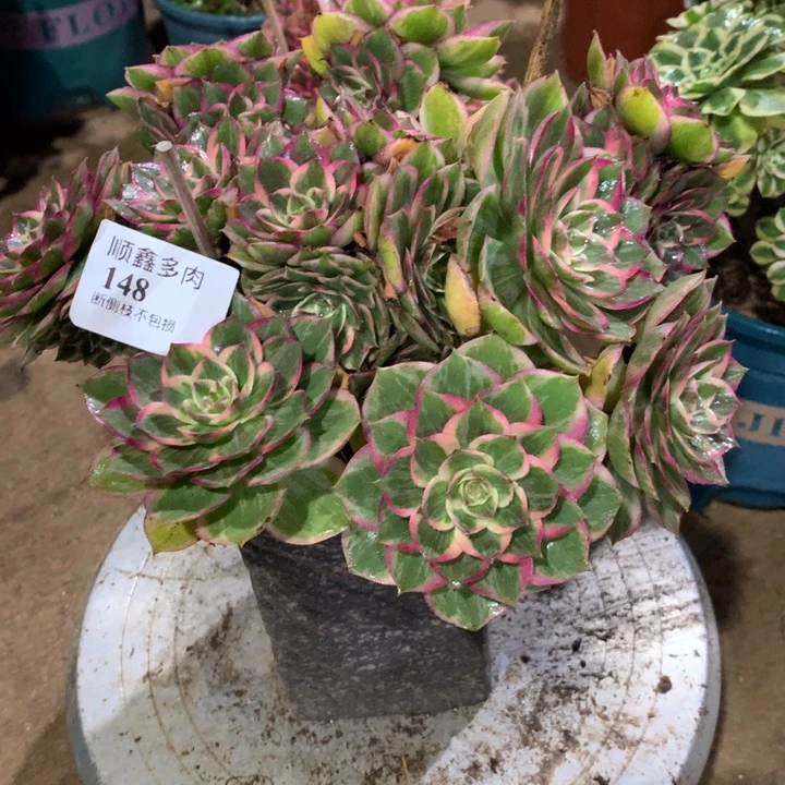 148莲花座多肉植物特价