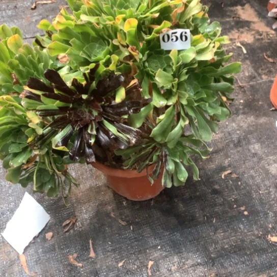 菲***桃多肉植物水墨丹青056