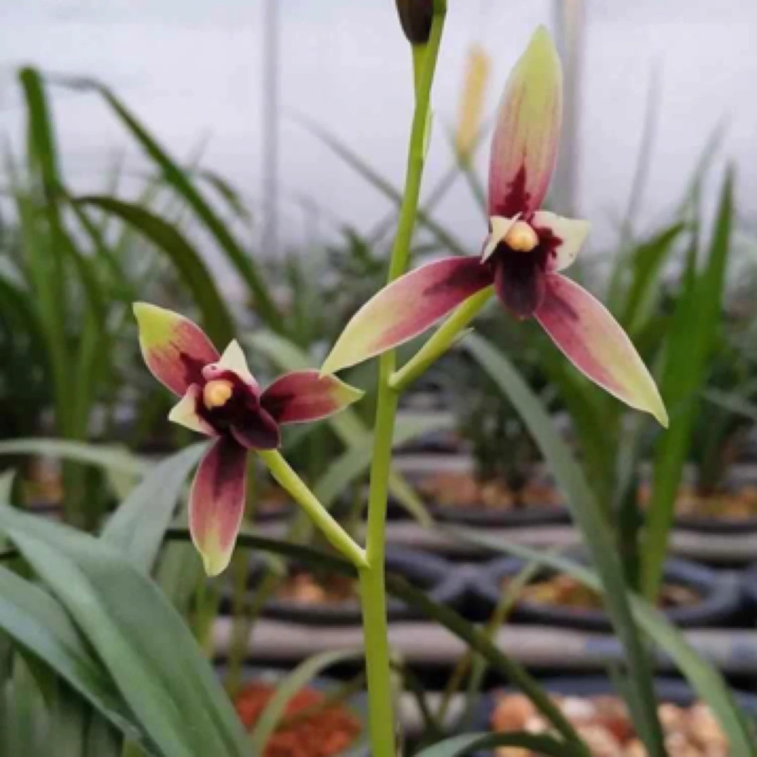 建兰中透艺 赤诚  2苗草特壮