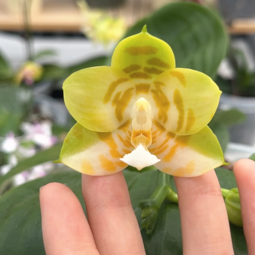 完全开放4寸弥陀反射王开花株