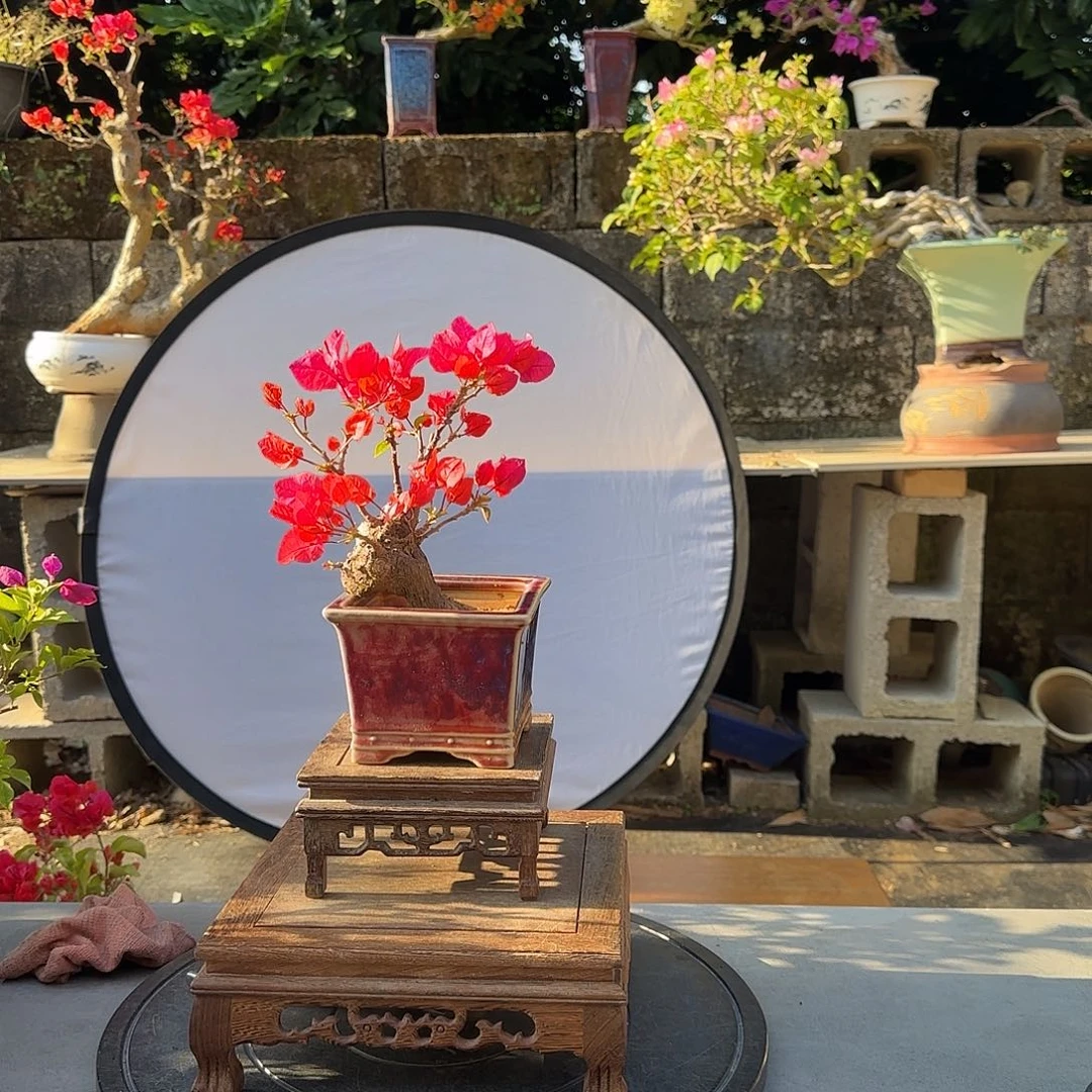 无花朵同安红三角梅 水