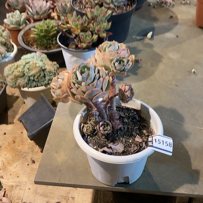 【闪购商品】邓*࿐克罗地亚15158