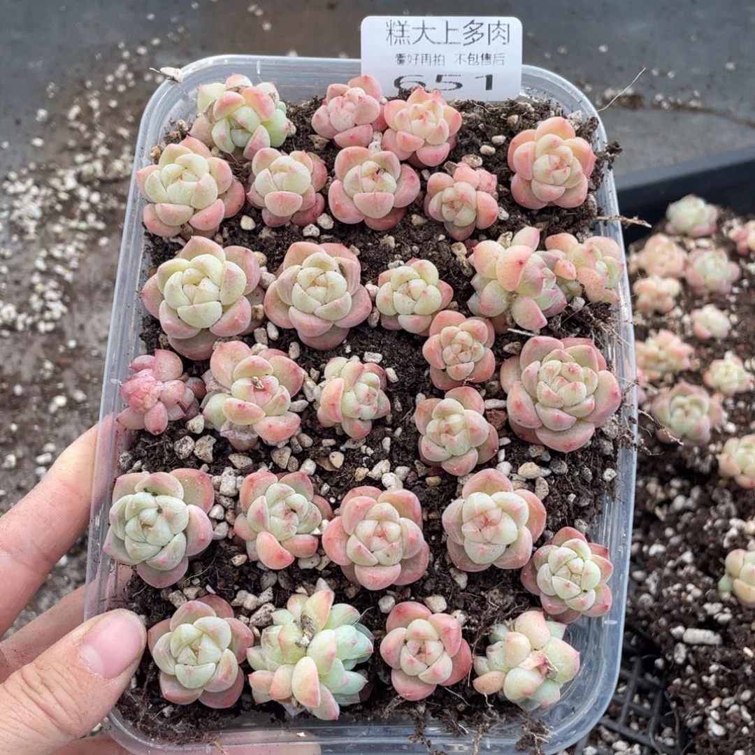 糕大上多肉植物651