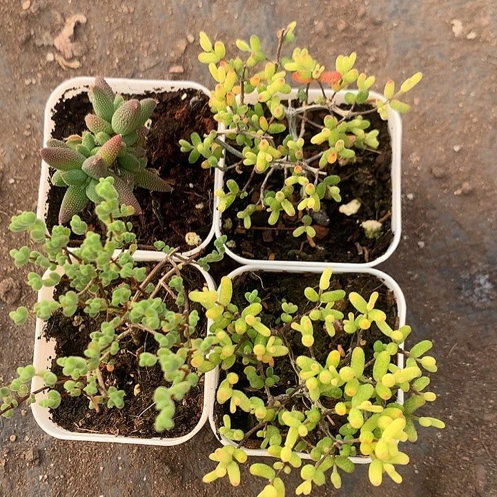 枝干番杏组合套餐