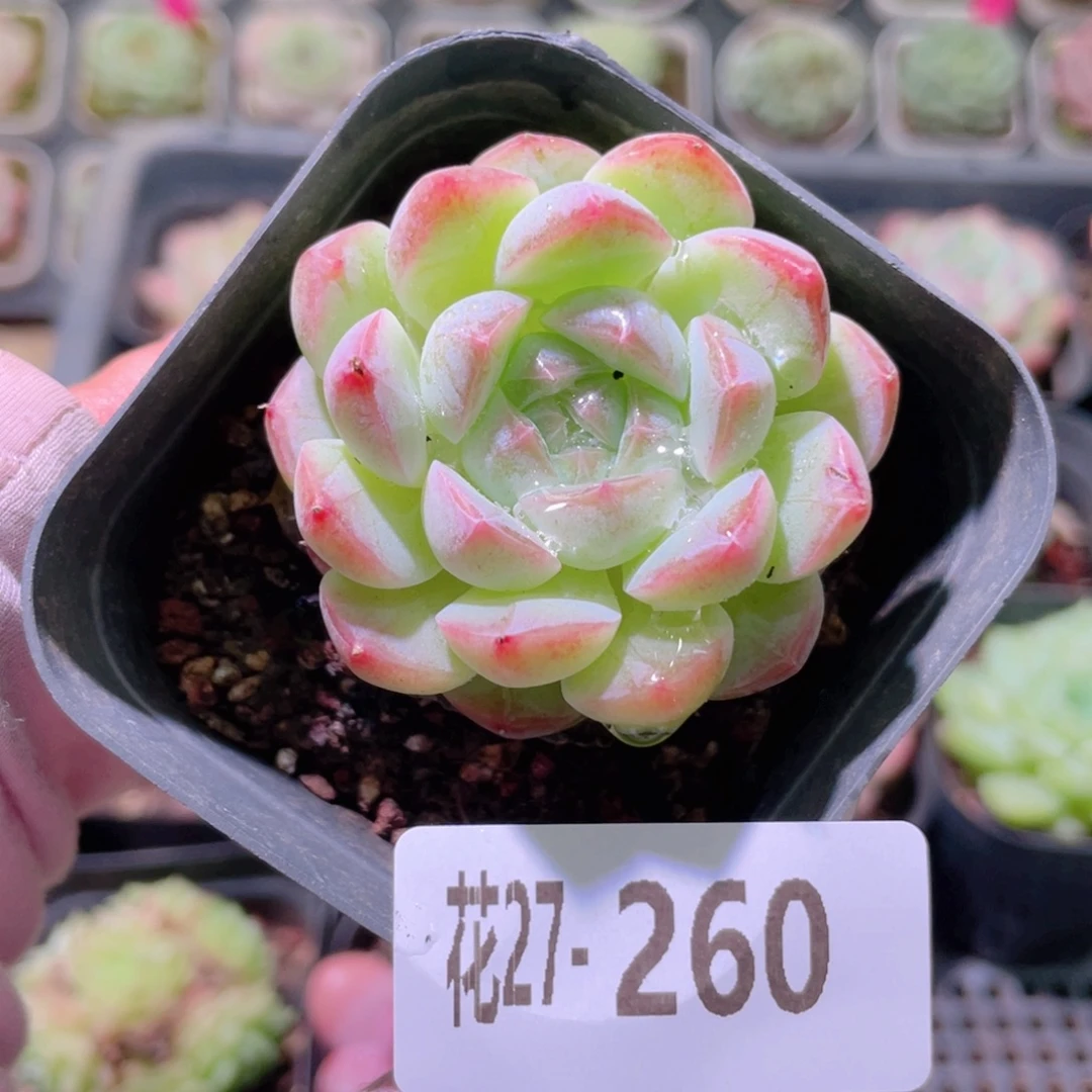 花利美27-260明月心