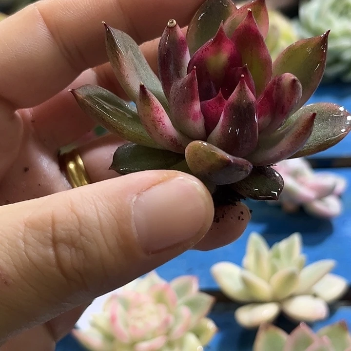 122火焰山锦炸多肉植物