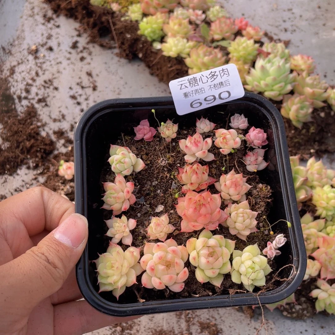 云糖心多肉植物690