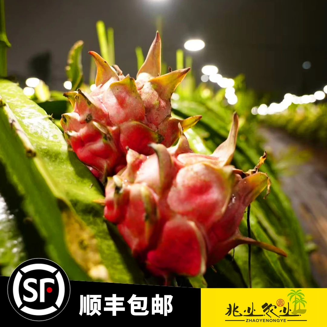 兆业农业新鲜火龙果海南甄选（顺丰包邮）